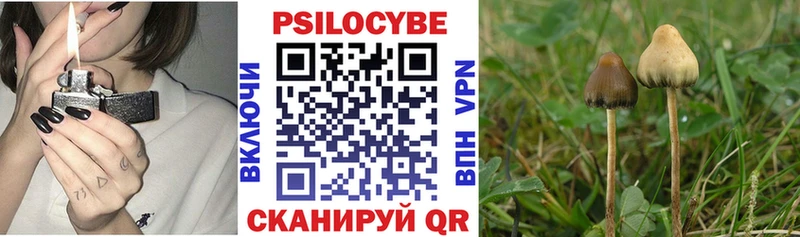 где можно купить   Нюрба  Псилоцибиновые грибы Magic Shrooms 